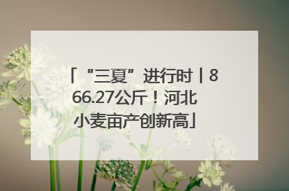 “三夏”进行时丨866.27公斤！河北小麦亩产创新高
