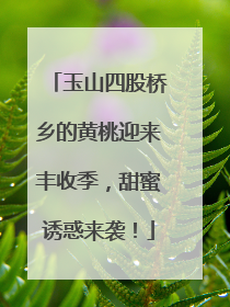 玉山四股桥乡的黄桃迎来丰收季，甜蜜诱惑来袭！