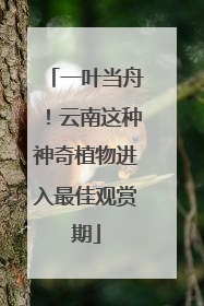 一叶当舟！云南这种神奇植物进入最佳观赏期