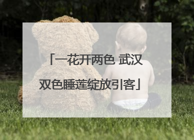 一花开两色 武汉双色睡莲绽放引客