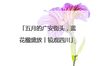 五月的广安街头，蓝花楹盛放丨镜观四川