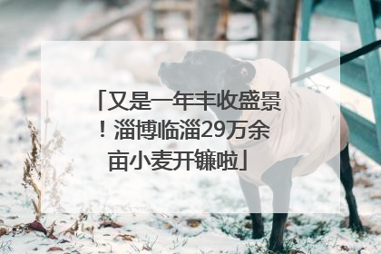又是一年丰收盛景！淄博临淄29万余亩小麦开镰啦