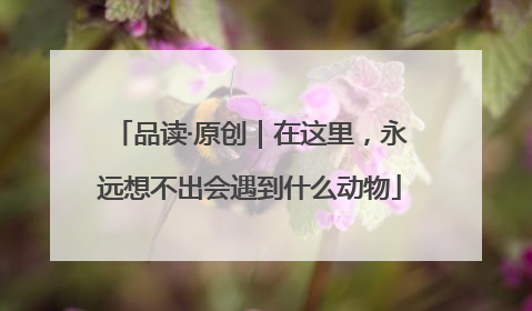 品读·原创｜在这里，永远想不出会遇到什么动物