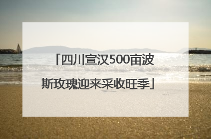 四川宣汉500亩波斯玫瑰迎来采收旺季