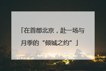 在首都北京，赴一场与月季的“倾城之约”