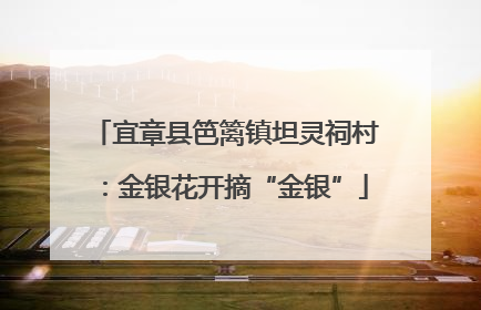 宜章县笆篱镇坦灵祠村：金银花开摘“金银”