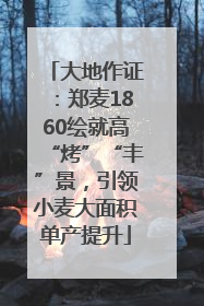 大地作证：郑麦1860绘就高“烤”“丰”景，引领小麦大面积单产提升