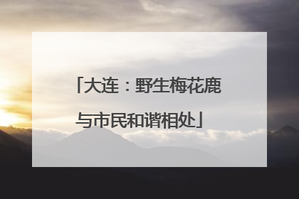 大连：野生梅花鹿与市民和谐相处