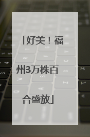 好美！福州3万株百合盛放