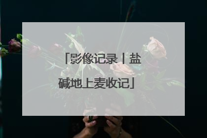 影像记录丨盐碱地上麦收记