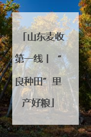 山东麦收第一线丨“良种田”里产好粮