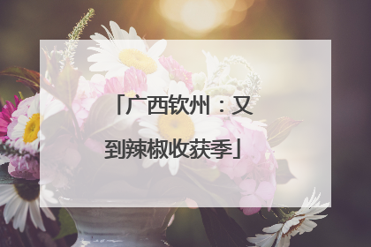 广西钦州：又到辣椒收获季