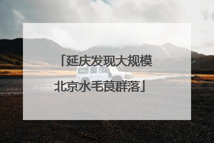 延庆发现大规模北京水毛茛群落
