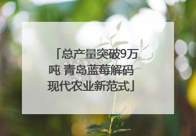 总产量突破9万吨 青岛蓝莓解码现代农业新范式