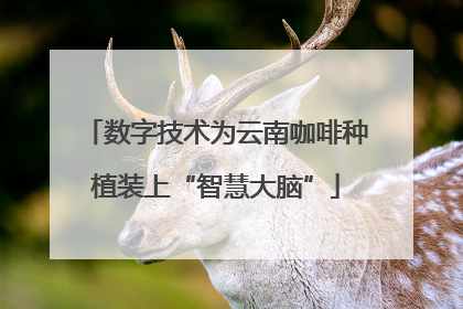 数字技术为云南咖啡种植装上“智慧大脑”