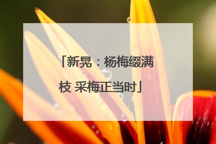 新晃：杨梅缀满枝 采梅正当时