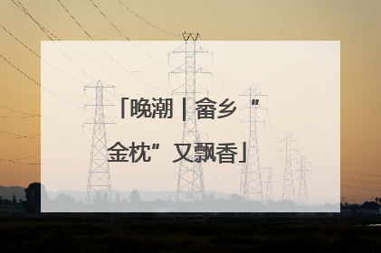 晚潮｜畲乡“金枕”又飘香