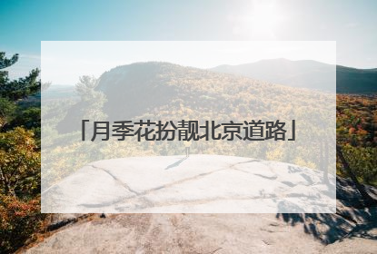 月季花扮靓北京道路