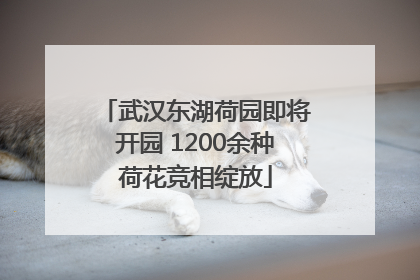 武汉东湖荷园即将开园 1200余种荷花竞相绽放