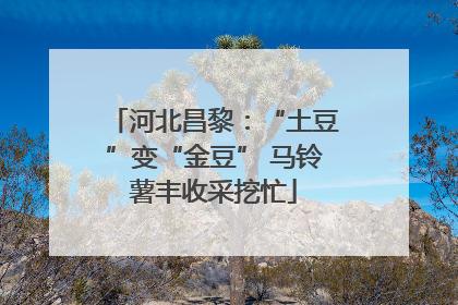 河北昌黎：“土豆”变“金豆” 马铃薯丰收采挖忙