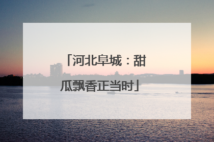 河北阜城：甜瓜飘香正当时