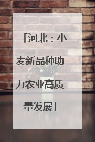 河北：小麦新品种助力农业高质量发展