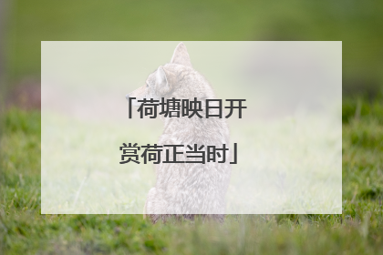 荷塘映日开 赏荷正当时