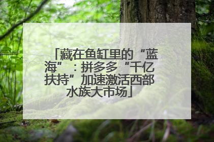 藏在鱼缸里的“蓝海”：拼多多“千亿扶持”加速激活西部水族大市场