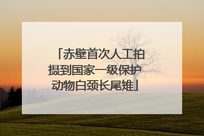 赤壁首次人工拍摄到国家一级保护动物白颈长尾雉