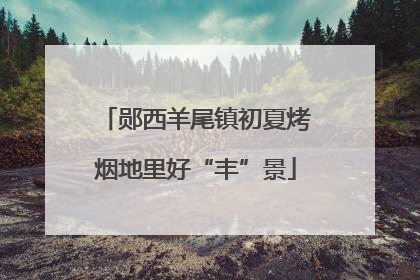 郧西羊尾镇初夏烤烟地里好“丰”景