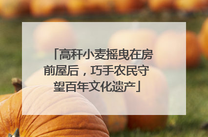 高秆小麦摇曳在房前屋后，巧手农民守望百年文化遗产