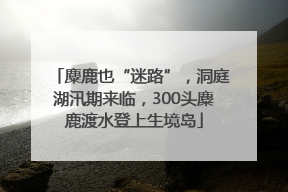 麋鹿也“迷路”，洞庭湖汛期来临，300头麋鹿渡水登上生境岛