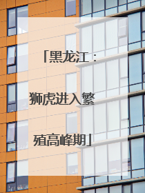 黑龙江：狮虎进入繁殖高峰期