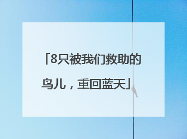 8只被我们救助的鸟儿，重回蓝天