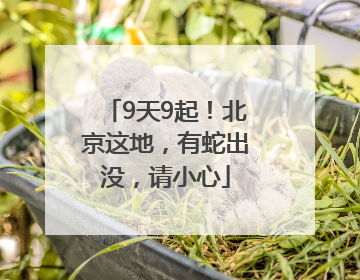 9天9起！北京这地，有蛇出没，请小心